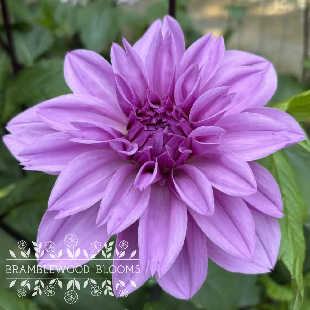 Lilac Time tuber