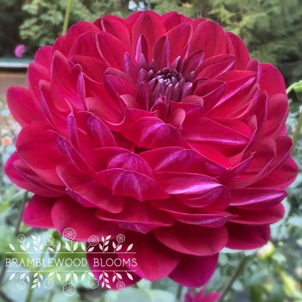 Sandia Bertha tuber