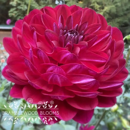 Sandia Bertha tuber