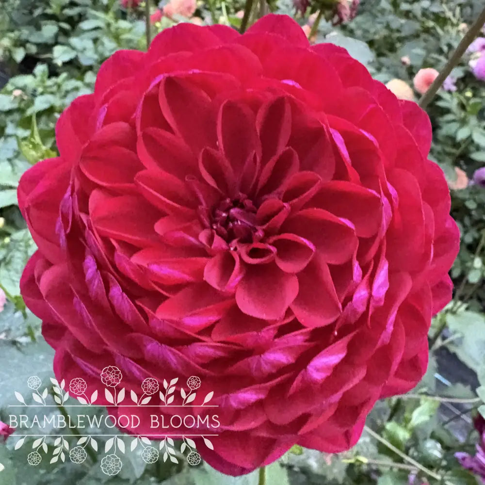 Sandia Bertha tuber