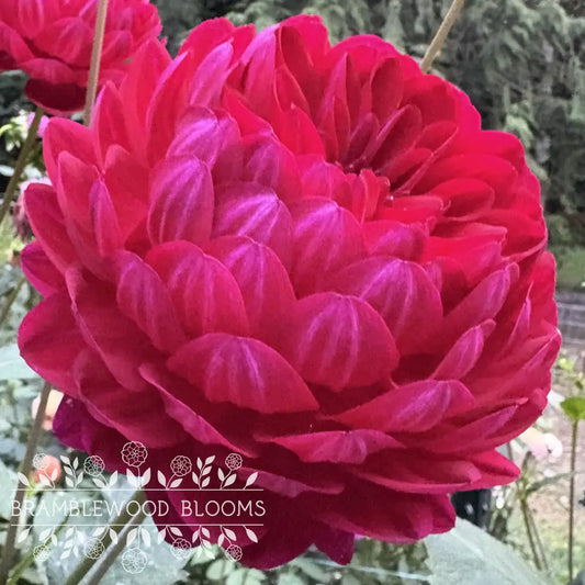 Sandia Bertha tuber