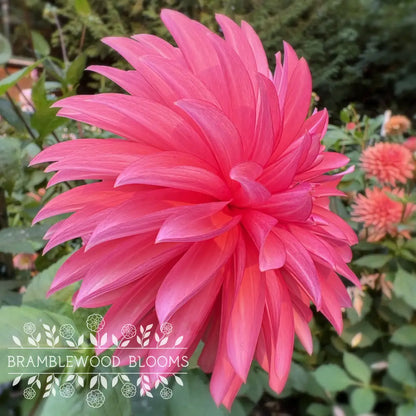Sandia Ruthie tuber