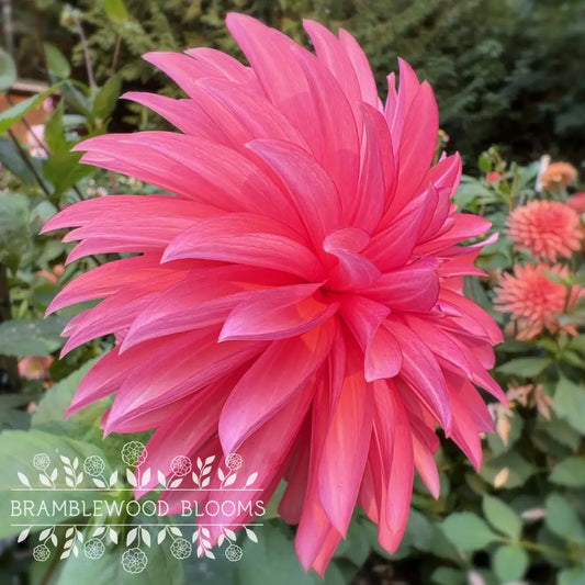 Sandia Ruthie tuber