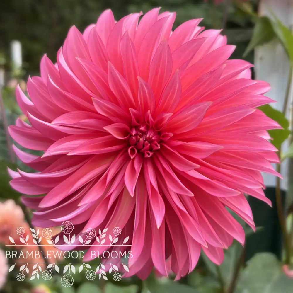 Sandia Ruthie tuber