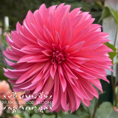 Sandia Ruthie tuber