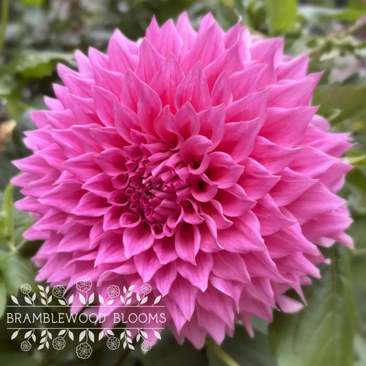 Wyn’s Pink Pearl tuber