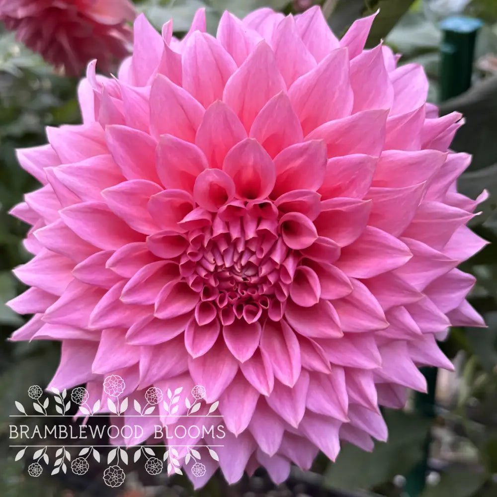 Wyn’s Pink Pearl tuber